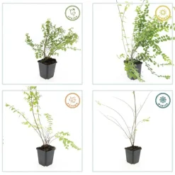 La Green Touch - Symphorine de chenault 'hancock' x12 – entre 0,75 et 1m2
