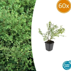 La Green Touch Plantes De Haies | - Symphorine de chenault 'hancock' x60 – entre 3,75 et 5m2