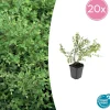 La Green Touch Plantes De Haies | - Symphorine de chenault 'hancock' x20 – entre 1,25 et 1,67m2