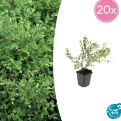 La Green Touch Plantes De Haies | - Symphorine de chenault 'hancock' x20 – entre 1,25 et 1,67m2