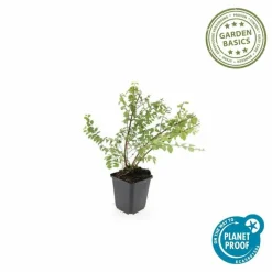 La Green Touch Plantes De Haies | - Symphorine de chenault 'hancock' x20 – entre 1,25 et 1,67m2