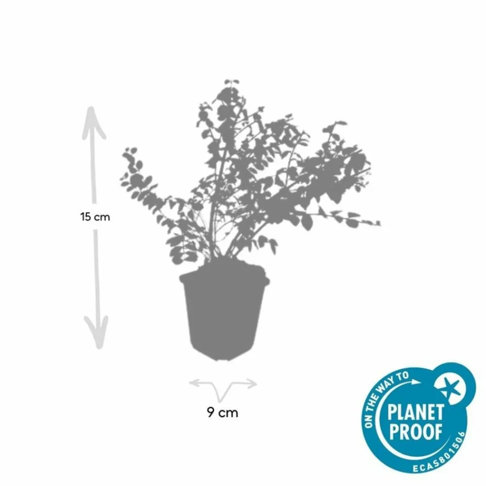 La Green Touch Plantes De Haies | - Symphorine de chenault 'hancock' x20 – entre 1,25 et 1,67m2