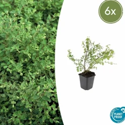 La Green Touch Plantes De Haies | - Symphorine de chenault 'hancock' x6 – entre 0,38 et 0,5m2