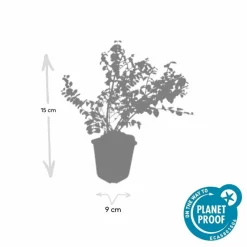 La Green Touch Plantes De Haies | - Symphorine de chenault 'hancock' x6 – entre 0,38 et 0,5m2
