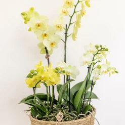 La Green Touch - Système d'arrosage pour orchidées avec réservoir et mèches Best