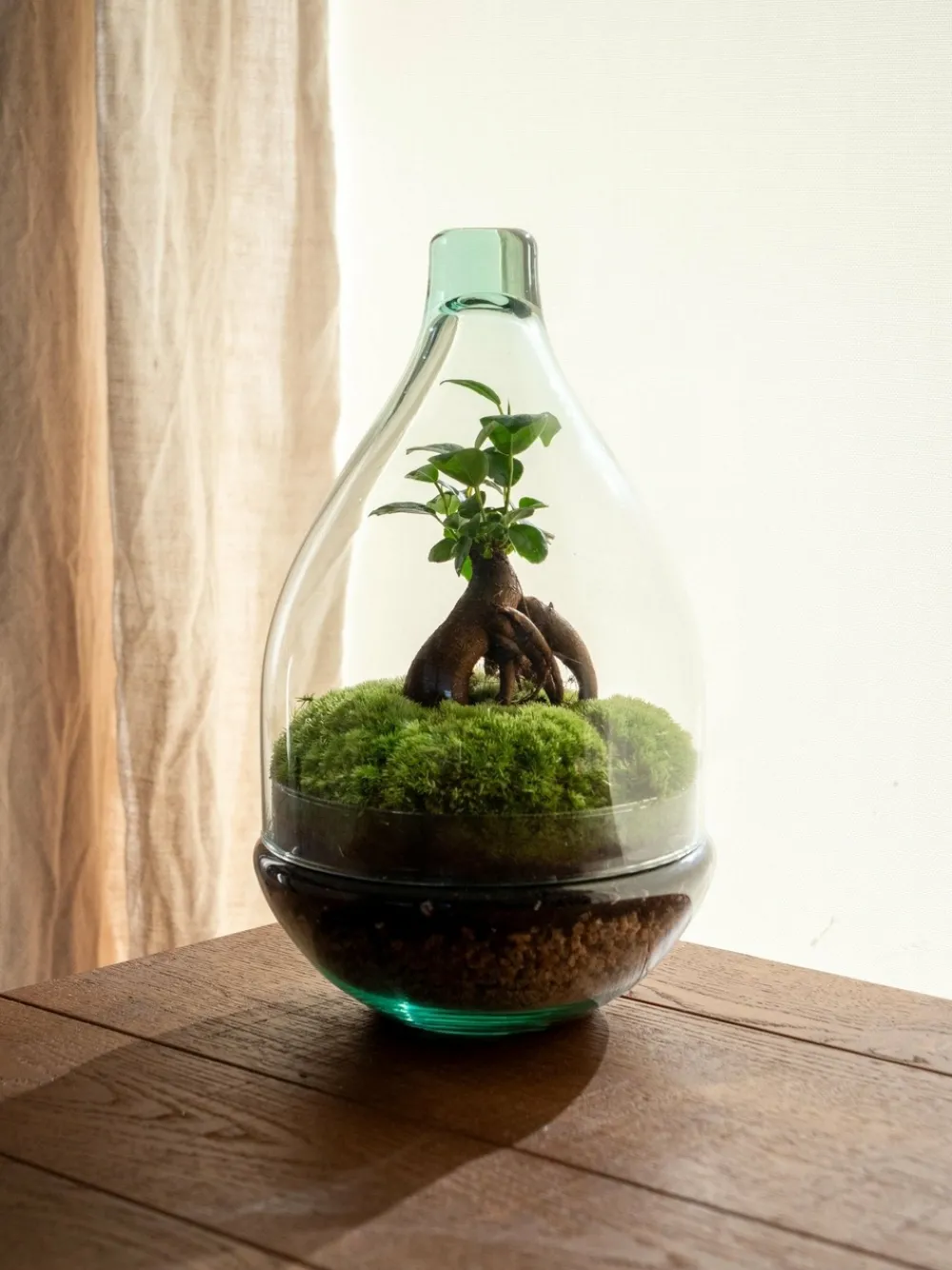 La Green Touch - Terrarium - cayenne Outlet