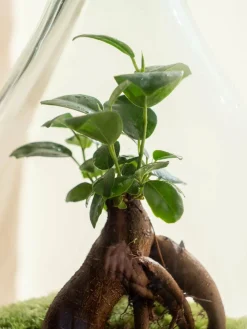 La Green Touch - Terrarium - cayenne Outlet
