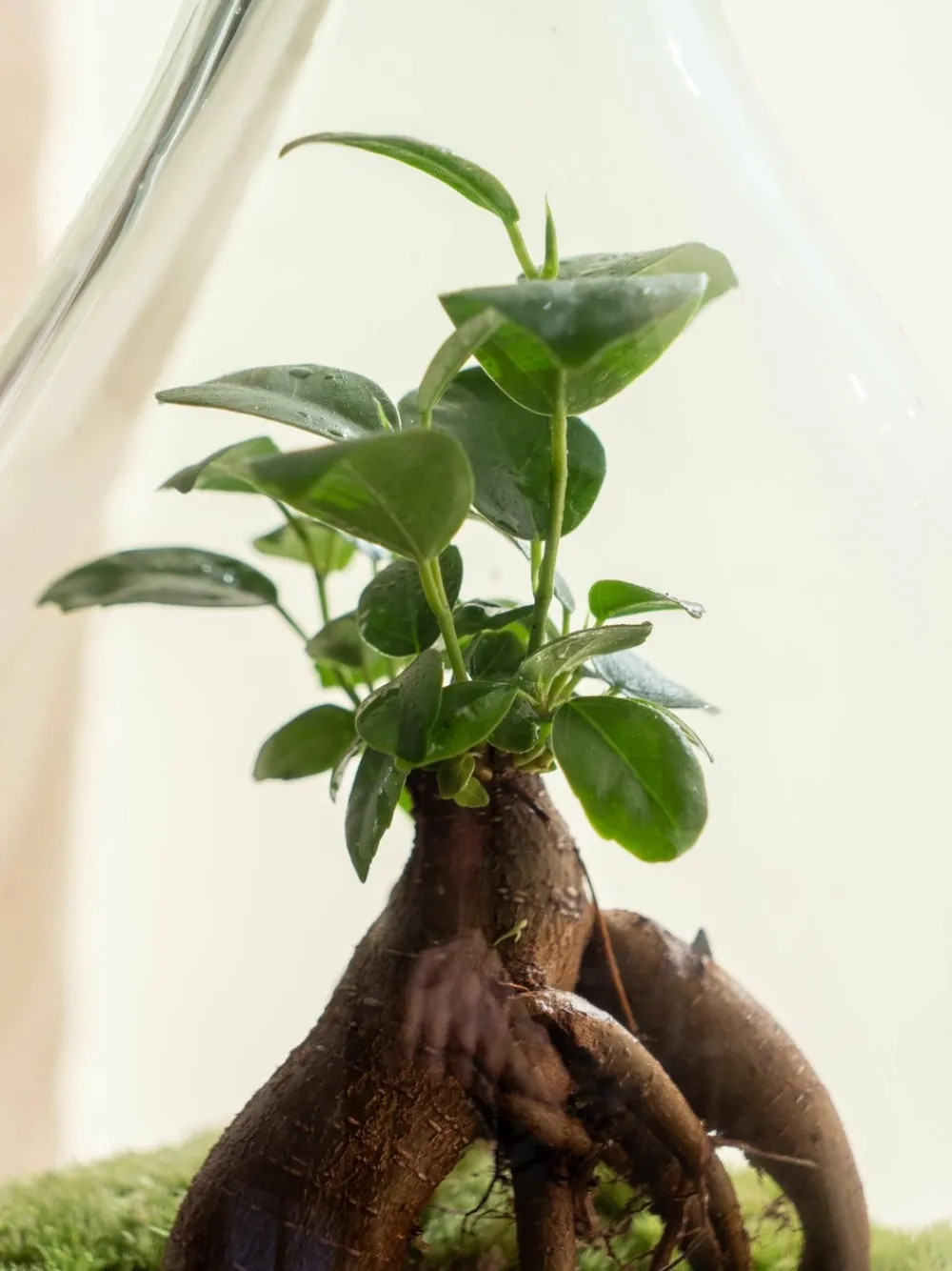 La Green Touch - Terrarium - cayenne Outlet