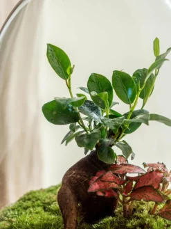 La Green Touch - Terrarium - siquijor Hot