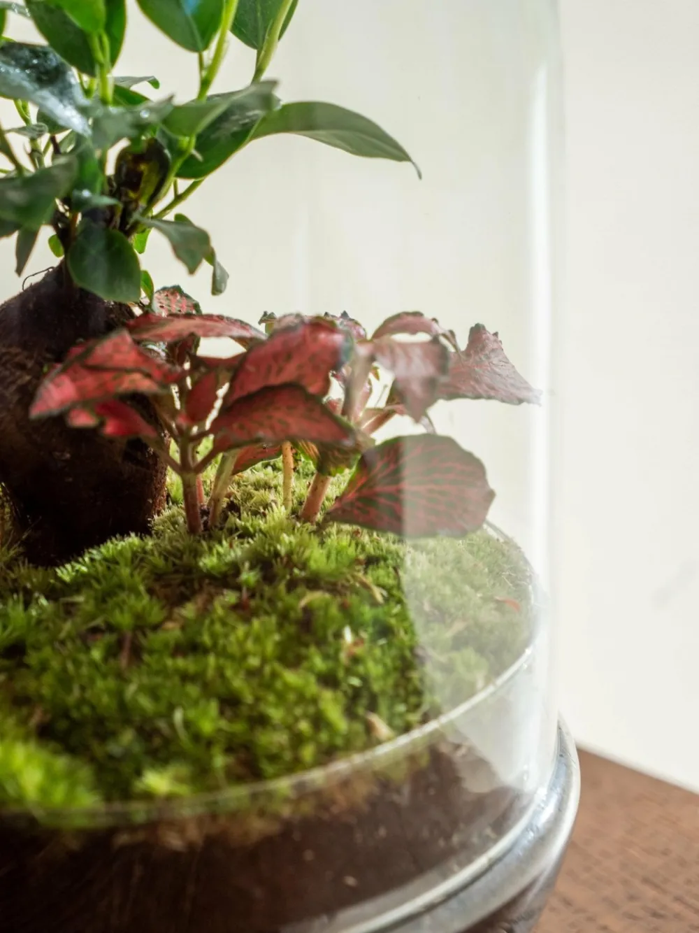 La Green Touch - Terrarium - siquijor Hot