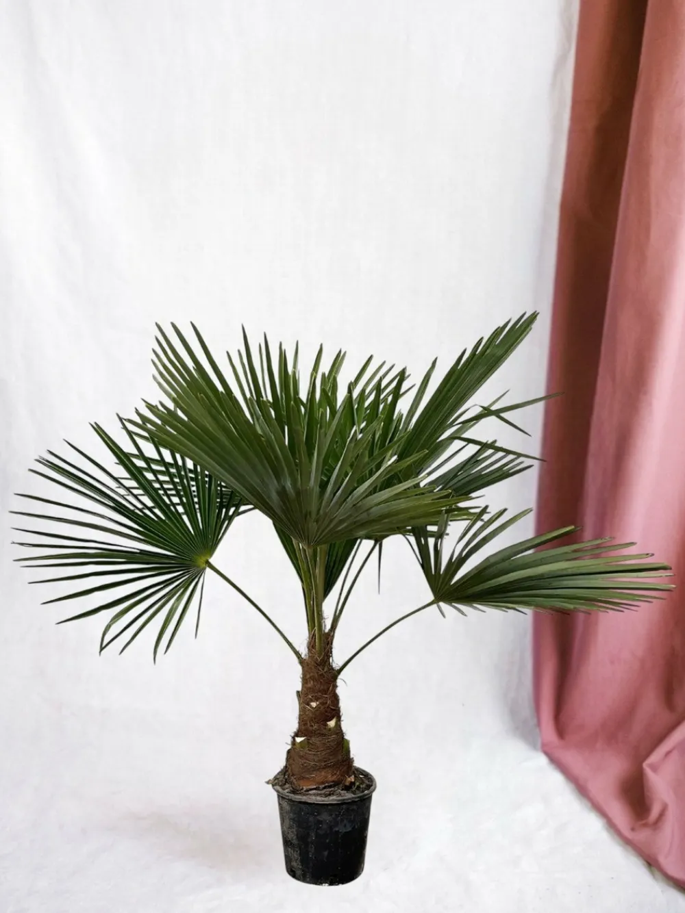 La Green Touch Plantes Méditerranéennes | - Trachycarpus palmier 90cm - plante d'intérieur
