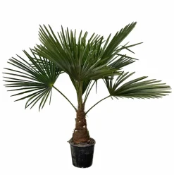 La Green Touch Plantes Méditerranéennes | - Trachycarpus palmier 90cm - plante d'intérieur