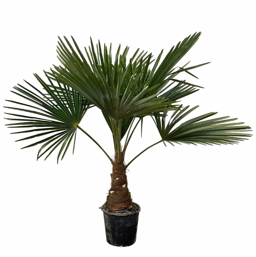 La Green Touch Plantes Méditerranéennes | - Trachycarpus palmier 90cm - plante d'intérieur