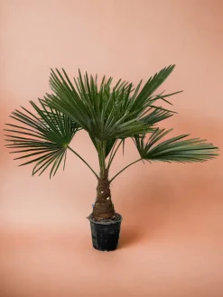 La Green Touch Plantes Méditerranéennes | - Trachycarpus palmier 90cm - plante d'intérieur