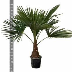 La Green Touch Plantes Méditerranéennes | - Trachycarpus palmier 90cm - plante d'intérieur