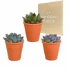 La Green Touch - Trio d'echeveria et leurs caches-pots terracotta h15cm Outlet