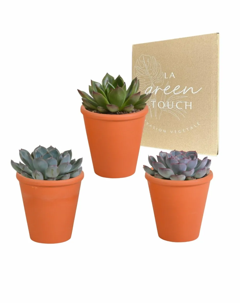 La Green Touch - Trio d'echeveria et leurs caches-pots terracotta h15cm Outlet