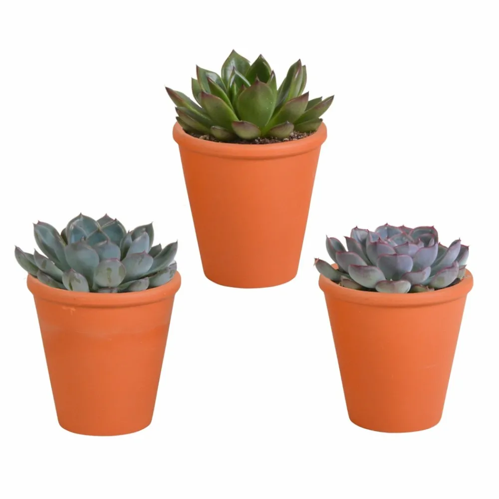 La Green Touch - Trio d'echeveria et leurs caches-pots terracotta h15cm Outlet