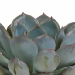 La Green Touch - Trio d'echeveria et leurs caches-pots terracotta h15cm Outlet