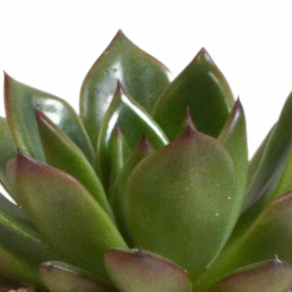 La Green Touch - Trio d'echeveria et leurs caches-pots terracotta h15cm Outlet
