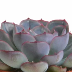 La Green Touch - Trio d'echeveria et leurs caches-pots terracotta h15cm Outlet