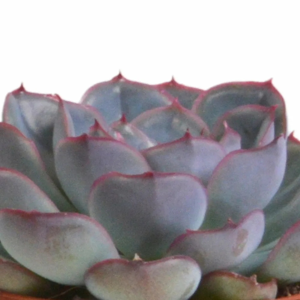 La Green Touch - Trio d'echeveria et leurs caches-pots terracotta h15cm Outlet