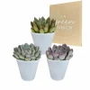 La Green Touch - Trio d'echeveria et leurs caches-pots blancs h15cm Hot