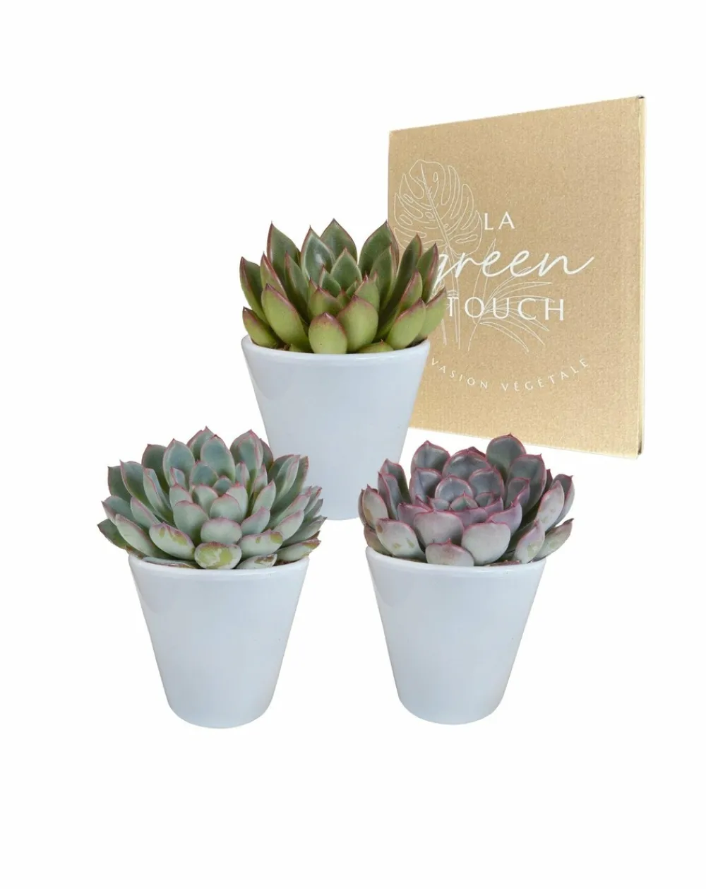 La Green Touch - Trio d'echeveria et leurs caches-pots blancs h15cm Hot