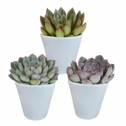 La Green Touch - Trio d'echeveria et leurs caches-pots blancs h15cm Hot