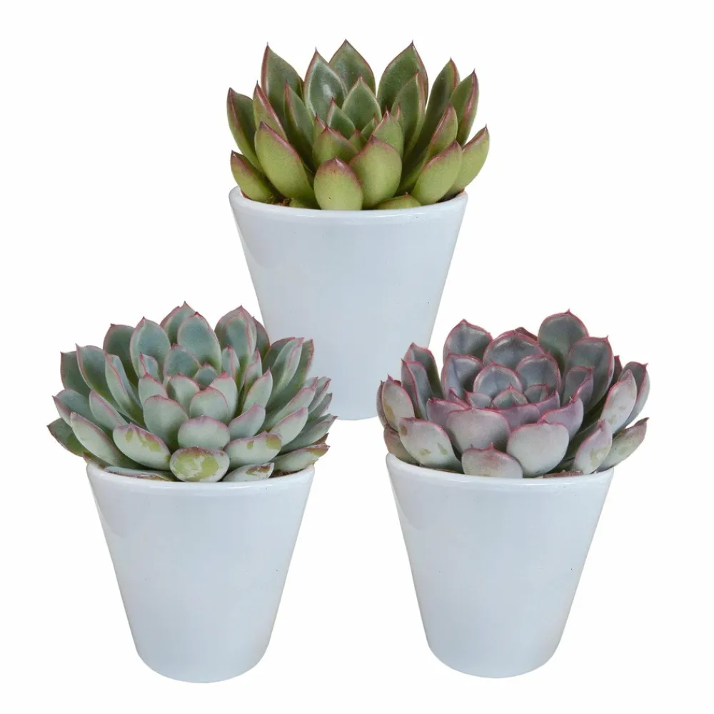 La Green Touch - Trio d'echeveria et leurs caches-pots blancs h15cm Hot