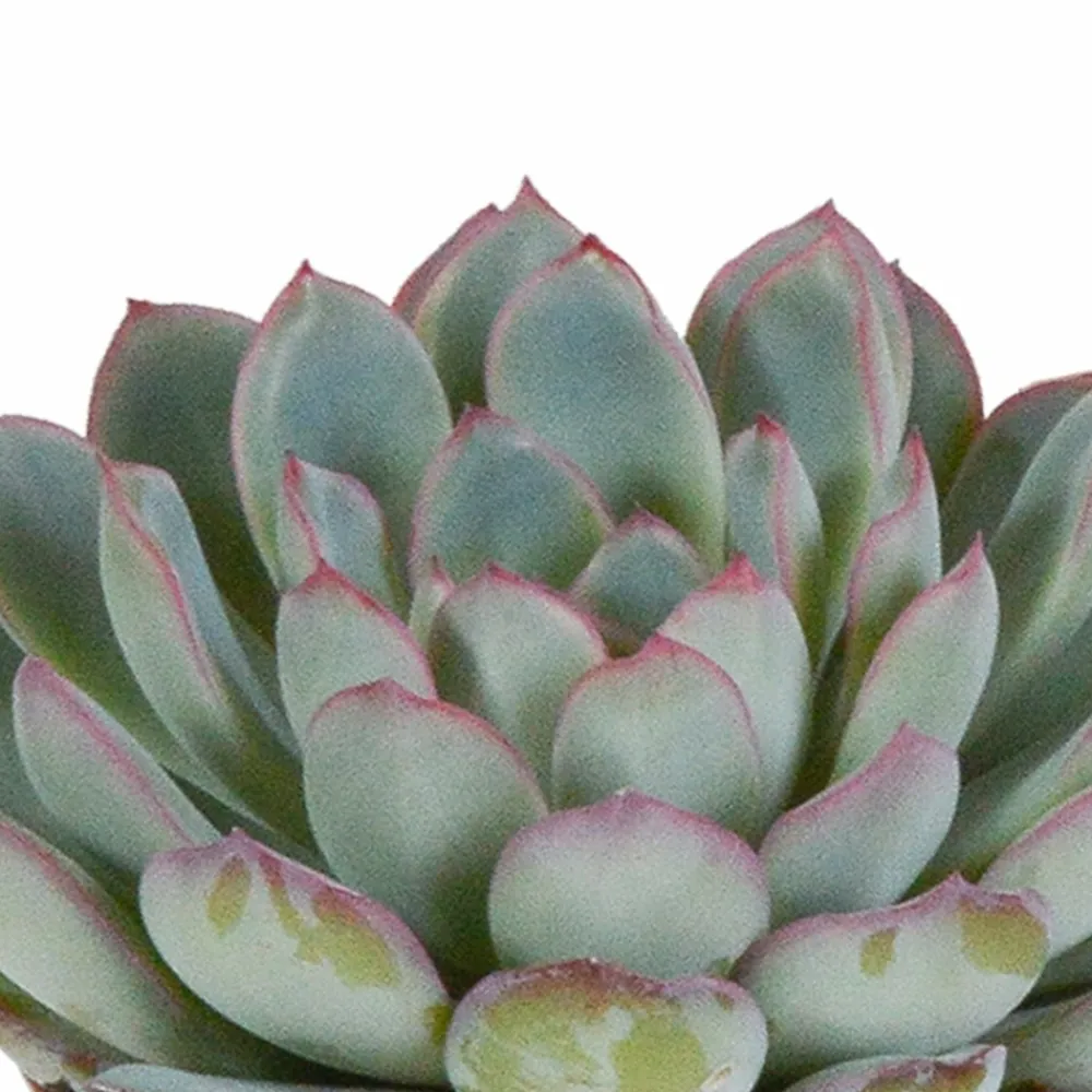La Green Touch - Trio d'echeveria et leurs caches-pots blancs h15cm Hot