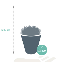 La Green Touch - Trio d'echeveria et leurs caches-pots blancs h15cm Hot