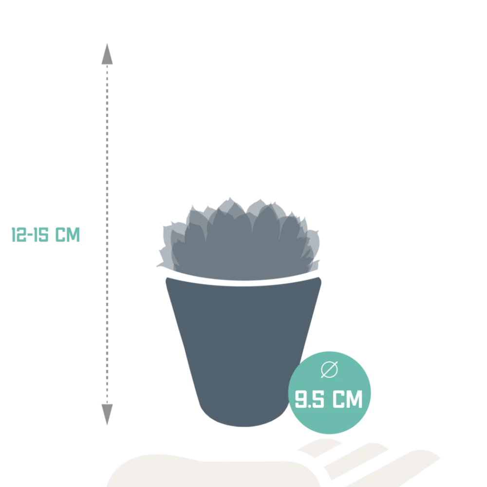 La Green Touch - Trio d'echeveria et leurs caches-pots blancs h15cm Hot