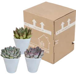 La Green Touch - Trio d'echeveria et leurs caches-pots blancs h15cm Hot