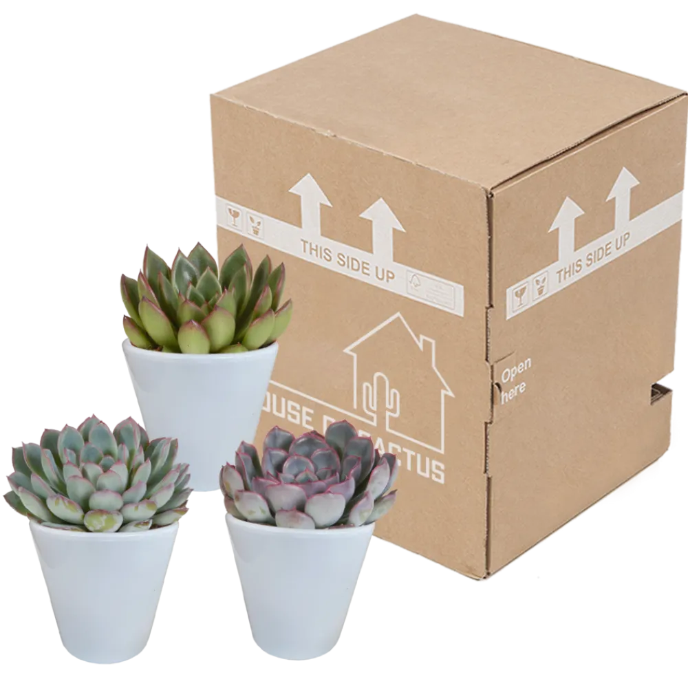 La Green Touch - Trio d'echeveria et leurs caches-pots blancs h15cm Hot