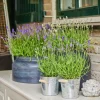 La Green Touch - Trio de lavande angustifolia felice® et leur pot Clearance