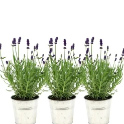 La Green Touch - Trio de lavande angustifolia felice® et leur pot Clearance