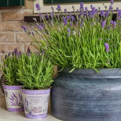 La Green Touch - Trio de lavande angustifolia felice® et leur pot Online