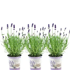 La Green Touch - Trio de lavande angustifolia felice® et leur pot Online