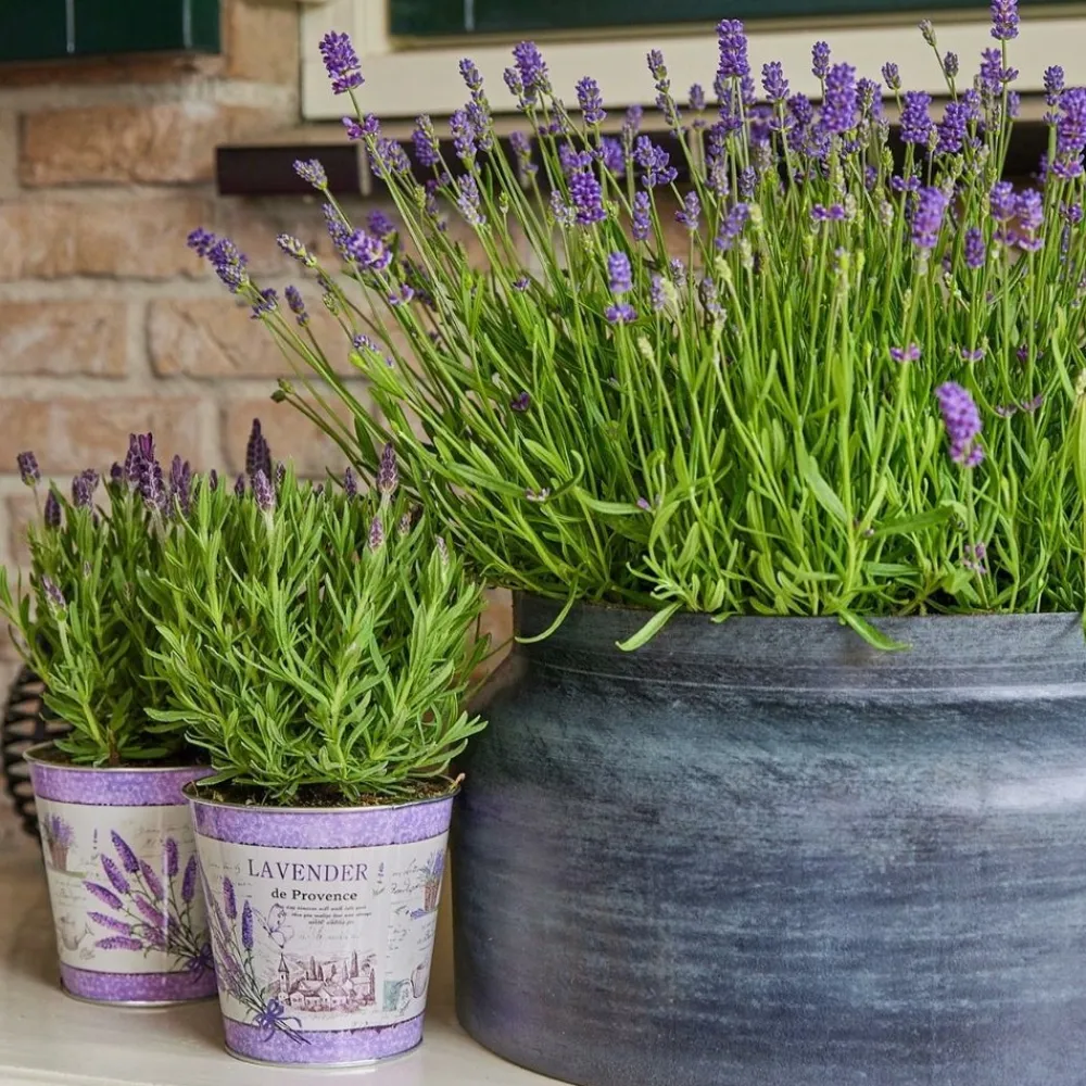 La Green Touch Plantes Méditerranéennes | - Trio de lavande angustifolia felice® et leur pot