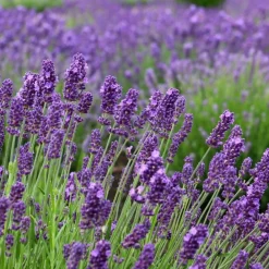 La Green Touch Plantes Méditerranéennes | - Trio de lavande angustifolia felice® et leur pot