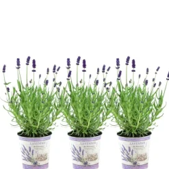 La Green Touch Plantes Méditerranéennes | - Trio de lavande angustifolia felice® et leur pot