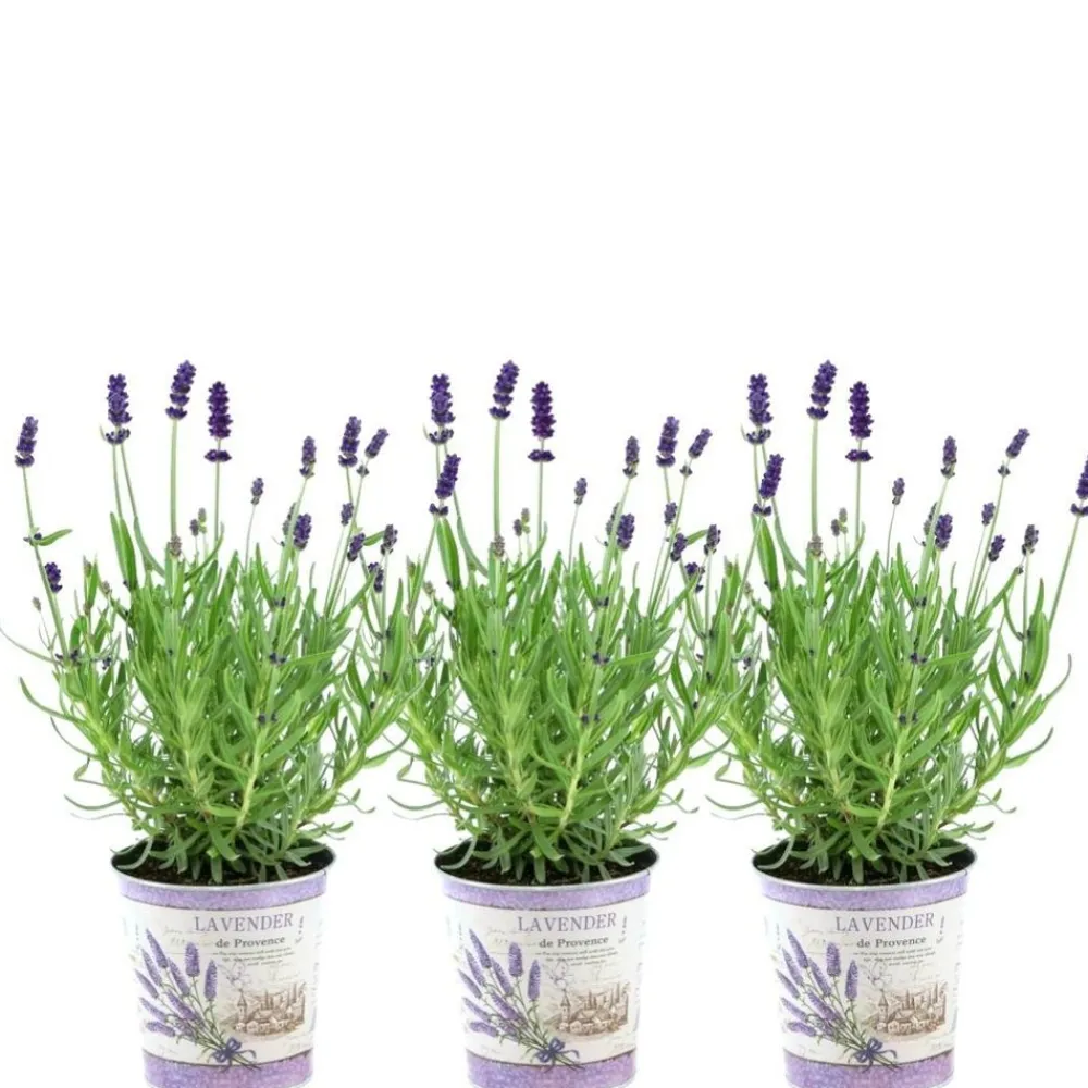 La Green Touch Plantes Méditerranéennes | - Trio de lavande angustifolia felice® et leur pot