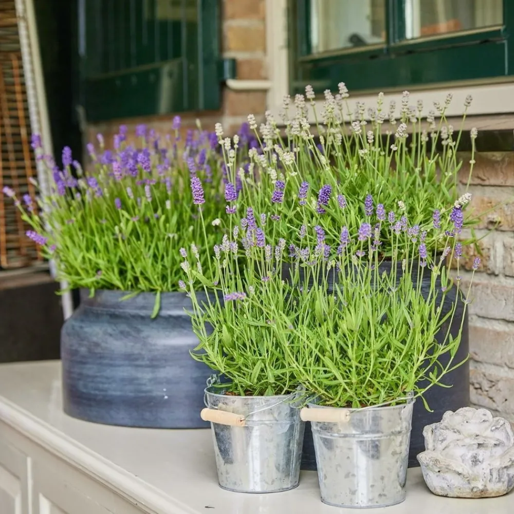 La Green Touch Plantes Méditerranéennes | - Trio de lavande angustifolia felice® et leur pot