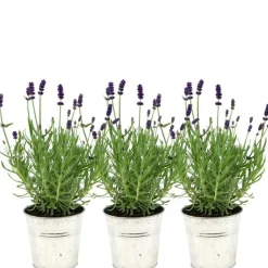 La Green Touch Plantes Méditerranéennes | - Trio de lavande angustifolia felice® et leur pot