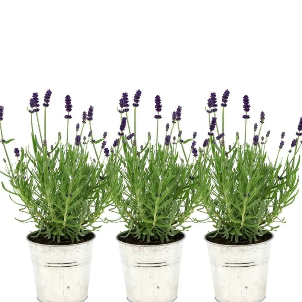La Green Touch Plantes Méditerranéennes | - Trio de lavande angustifolia felice® et leur pot