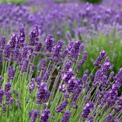 La Green Touch Plantes Méditerranéennes | - Trio de lavande angustifolia felice® et leur pot