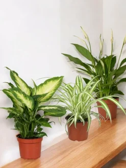 La Green Touch Plantes Vertes | - Trio de plantes dépolluantes