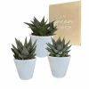 La Green Touch - Trio de succulentes et leurs caches-pots blancs h18cm Outlet