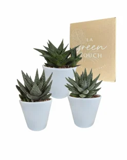 La Green Touch - Trio de succulentes et leurs caches-pots blancs h18cm Outlet